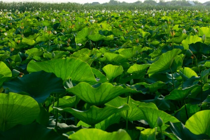 Lotus Lake