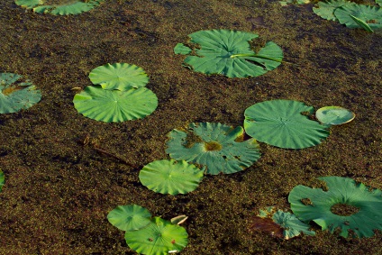 Lotus Lake