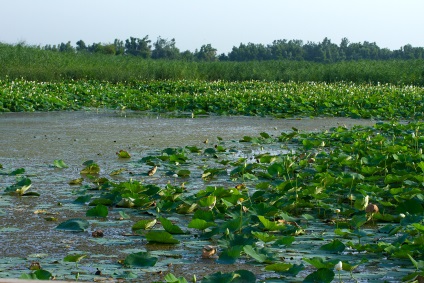 Lotus Lake