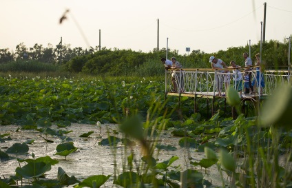 Lotus Lake