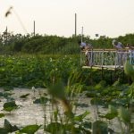 Lotus Lake