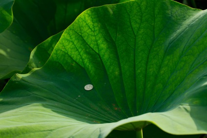 Lotus Lake