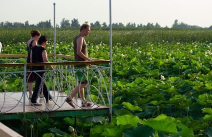 Lotus Lake