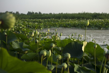 Lotus Lake