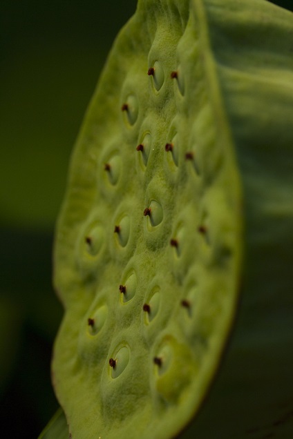 Lotus Lake