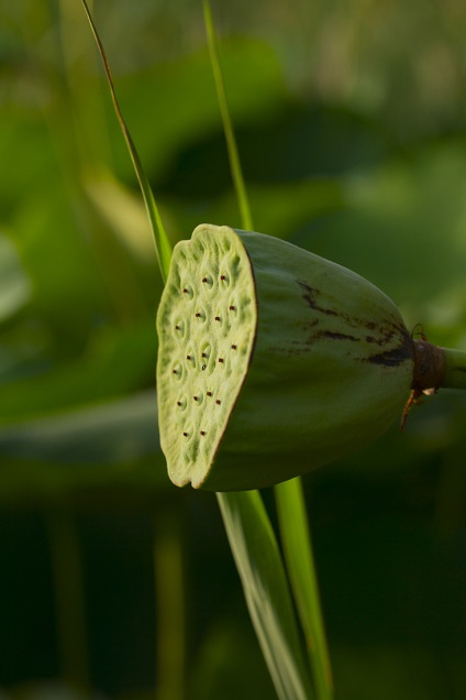 Lotus Lake