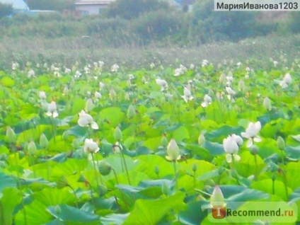 Lotus lac, negru, regiunea Krasnodar - 