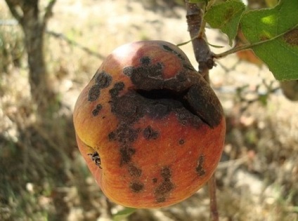 Scabul pe măr, de ce apare și cum să scapi de el