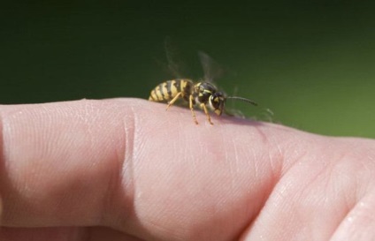 Albinele atacă o persoană numai din motive de autoapărare, comandant al portalului de informații