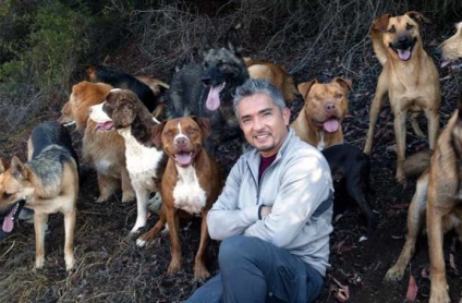Fordító kutya Caesar Milan visszajelzést és felülvizsgálat a film
