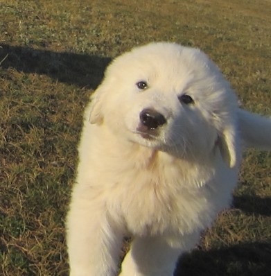 Expresia pireneană a ochilor! Câine de munte Pyrenean, există cățeluși