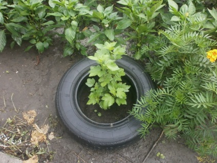 Planificăm să lucrăm în grădina și grădina de legume în august 2016