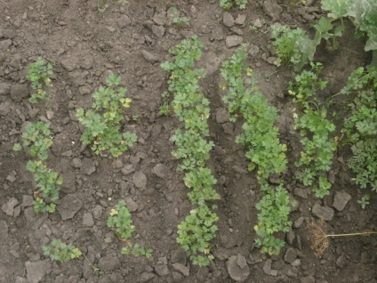 Planificăm să lucrăm în grădina și grădina de legume în august 2016