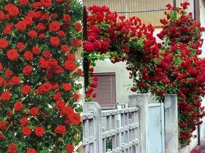 Flying Rose Planting, îngrijire la domiciliu