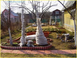 Flying Rose Planting, îngrijire la domiciliu