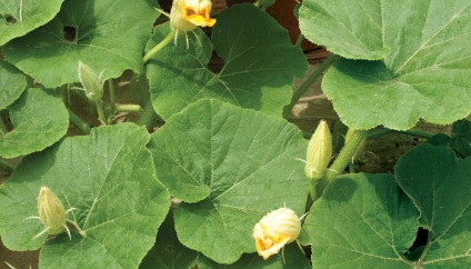 Fructul structurii plantelor de dovleac și descrierea speciei de dovleac cu o fotografie