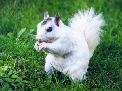 De ce este o veveriță numită veveriță, deși nu este albă