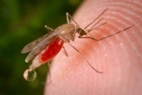 De ce țânțarii sunt considerați cei mai răi dușmani ai omului