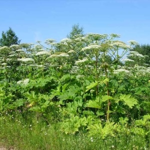 Miért nem fordul elő (levelező herbicid) Miért nem működik a gyűjtemény?