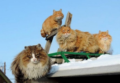 Sub Barnaul locuiește o colonie de pisici magnifice din Siberia