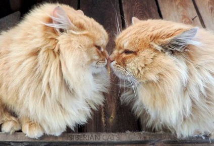 Kevesebb Barnaul él egy kolónia csodálatos szibériai macskák