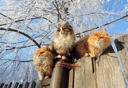 Sub Barnaul locuiește o colonie de pisici magnifice din Siberia