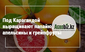 Közel Karaganda nőtt papaya, narancs és grépfrút