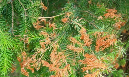 Top-dressing de conifere în primăvară - mai multe reguli, cum să nu dăuneze plantelor, plantarea o plantare