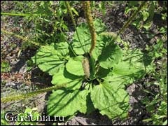 Planta în medicină și în grădină