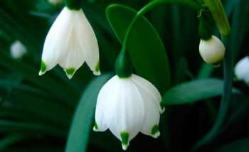 Snowdrop este primul clopot de primăvară, flori, grădină și grădină