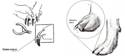 Taierea ghearelor la câini și pisici