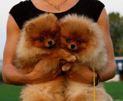 Pomeranian câine pomeran câine de culoare albă, caracteristică de portocaliu