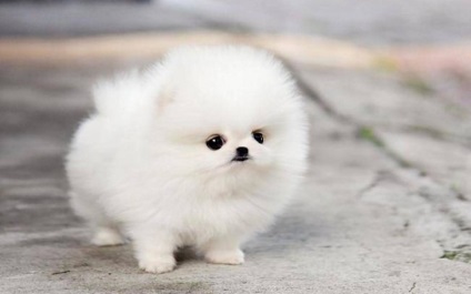 Pomeranian câine pomeran câine de culoare albă, caracteristică de portocaliu
