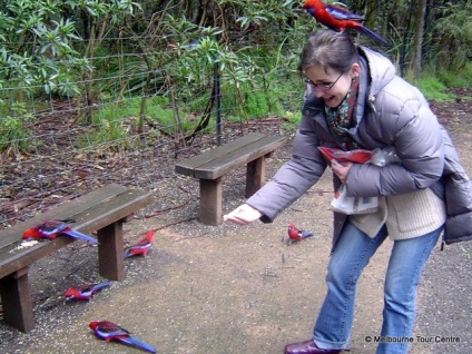 Parrot Rosella fotografie și conținutul de roșu, pestriță și alte specii de păsări