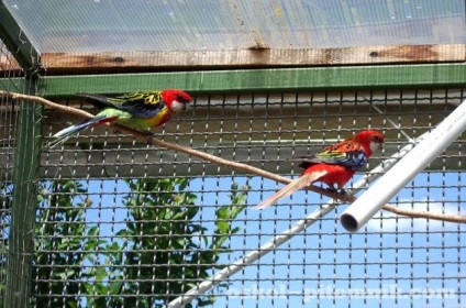 Parrot Rosella fotografie și conținutul de roșu, pestriță și alte specii de păsări