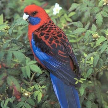 Parrot Rosella fotografie și conținutul de roșu, pestriță și alte specii de păsări