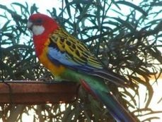 Parrot Rosella fotografie și conținutul de roșu, pestriță și alte specii de păsări