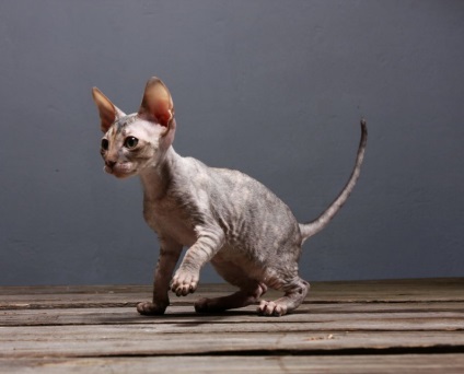 Популярни въпроси за Devon Rex