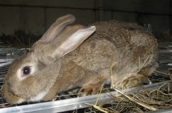 Rasă de iepuri descriere gigant gri, conținut și reproducere (fotografie)