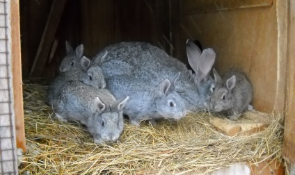 Rasă de iepuri descriere gigant gri, conținut și reproducere (fotografie)