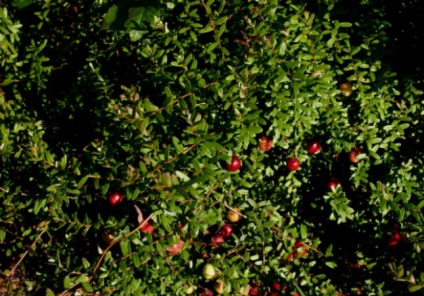 Plantarea, reproducerea, îngrijirea și cultivarea de mare-fructe de grădină afine fotografie