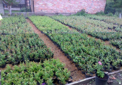 Az ültetés, tenyésztés, gondozás és termesztése nagy gyümölcsű áfonya kert fotó
