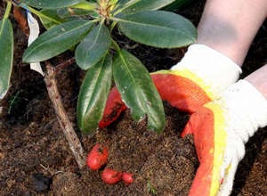 Ültetés és gondozása a Rhododendron növény a nyílt terepen (fotó és videó útmutató)