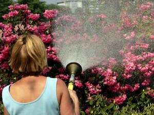 Plantarea rhododendronului și îngrijirea plantei pe teren deschis (instrucțiuni foto și video)