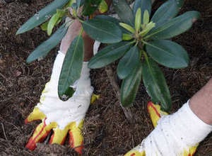 Ültetés és gondozása a Rhododendron növény a nyílt terepen (fotó és videó útmutató)