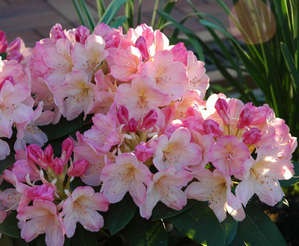 Ültetés és gondozása a Rhododendron növény a nyílt terepen (fotó és videó útmutató)