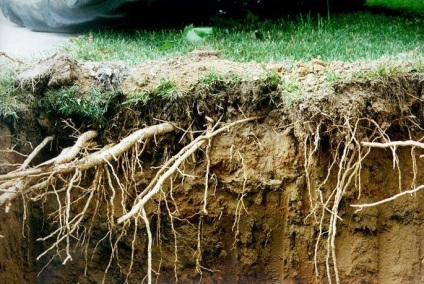 Deteriorarea sistemului radicular al unui copac poate provoca moartea acestuia