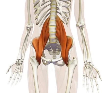 Lungimea musculară (psoas) - diagnosticul, biomecanica, exercițiile