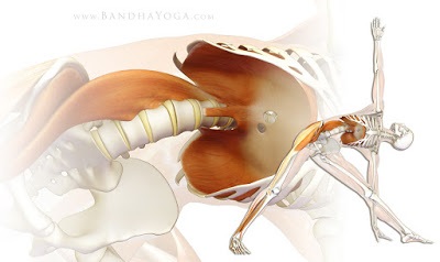 Lungimea musculară (psoas) - diagnosticul, biomecanica, exercițiile