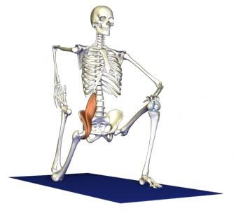 Lungimea musculară (psoas) - diagnosticul, biomecanica, exercițiile